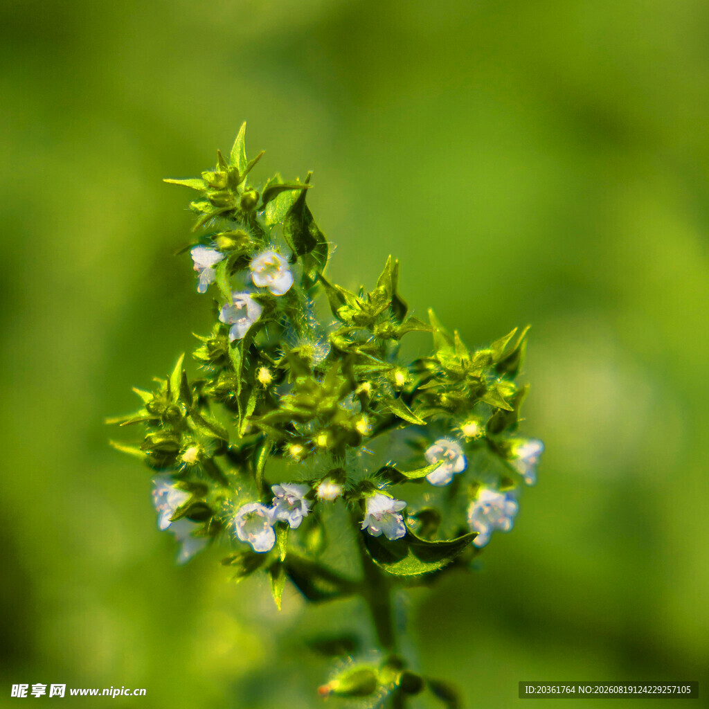 绿色背景下的白色小花植株