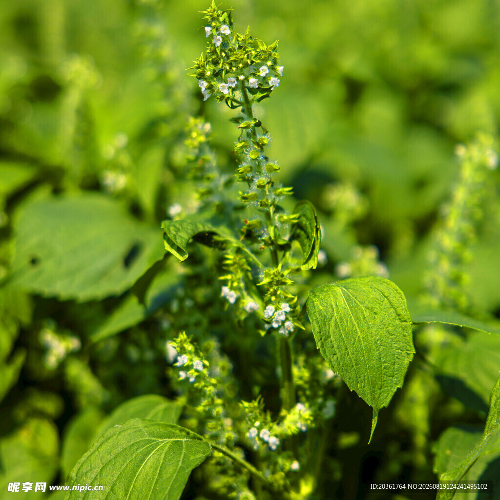 绿色植物中的白色小花