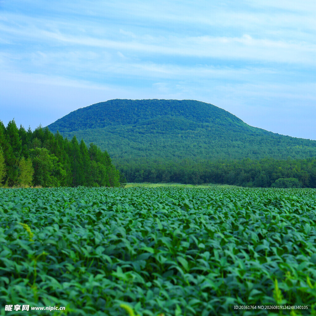 绿色田野与远山风景