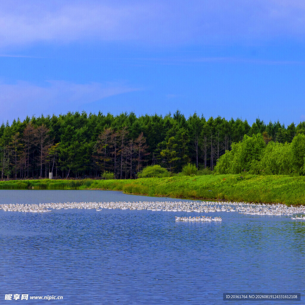 湖畔森林美景