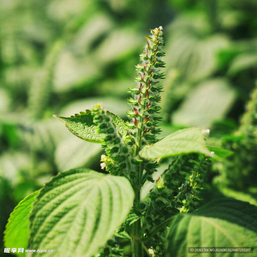 翠绿紫苏植株特写