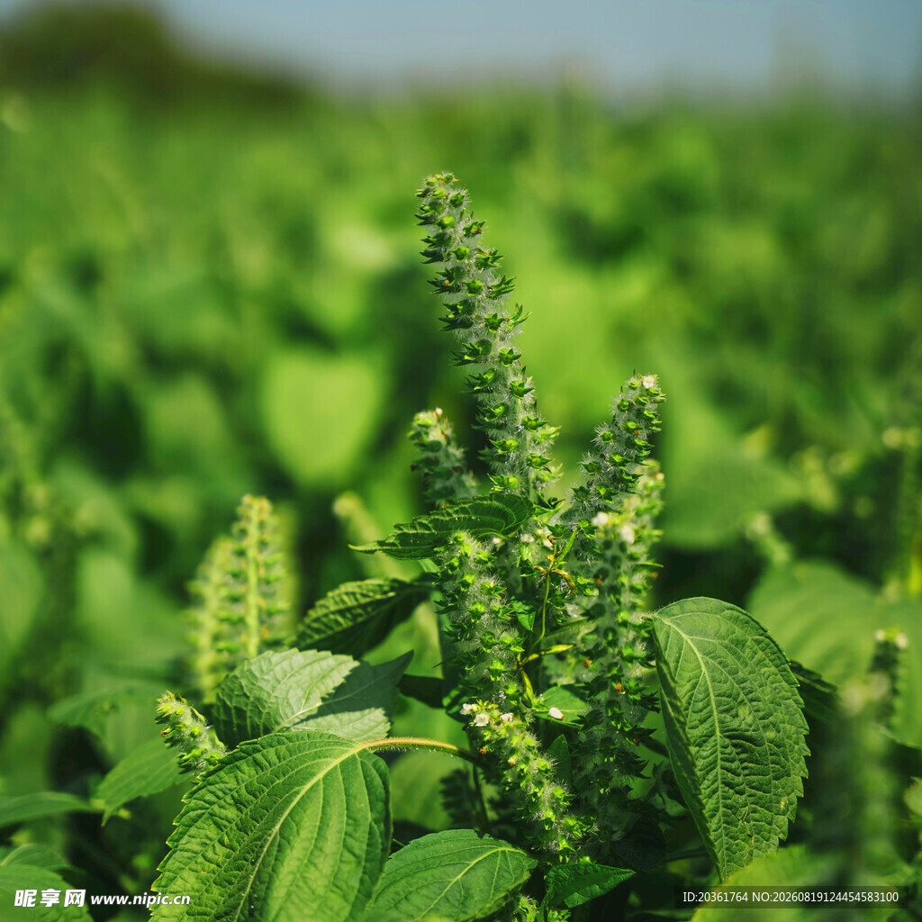 绿意盎然的田野植物景观