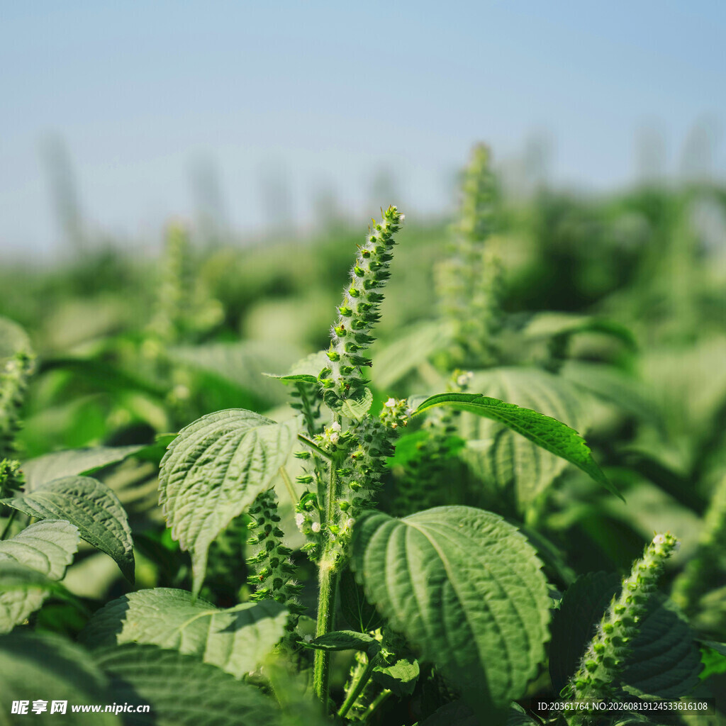 绿意盎然的藿香植物