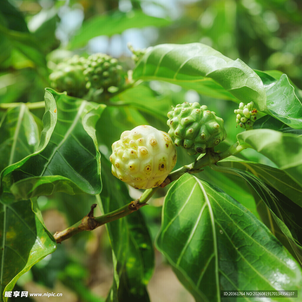 诺丽果植株特写