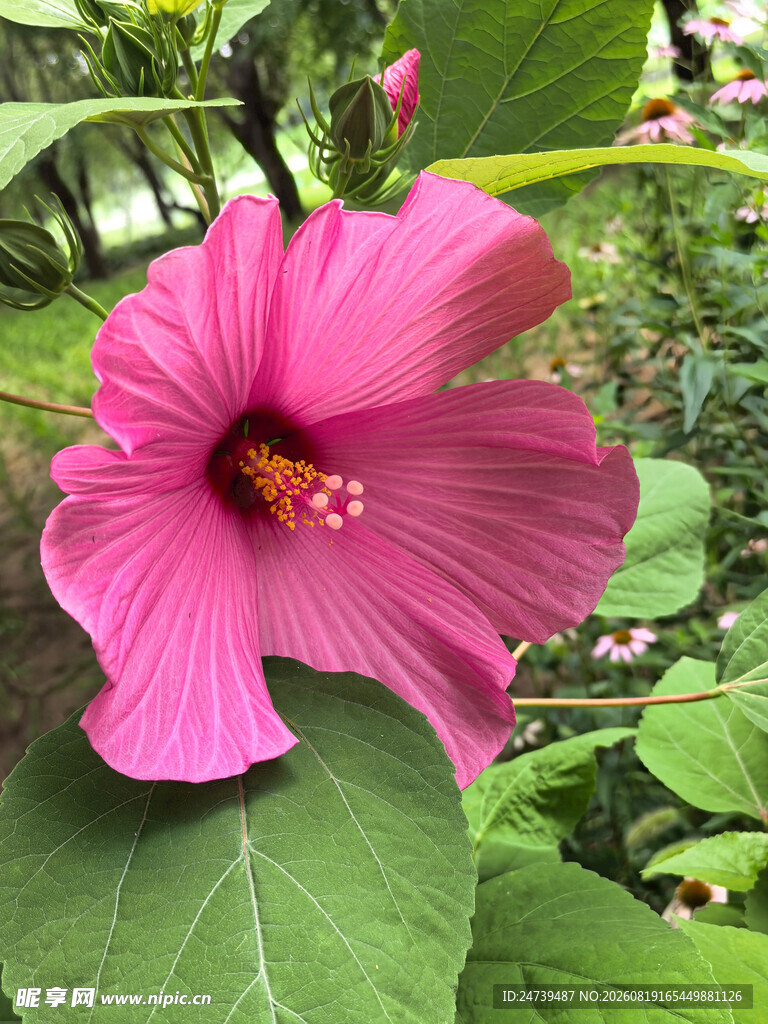 娇艳木槿花