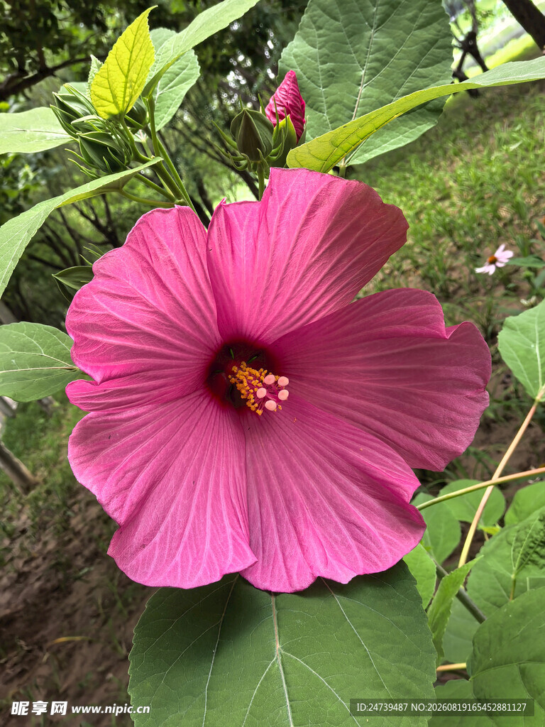 娇艳木槿花