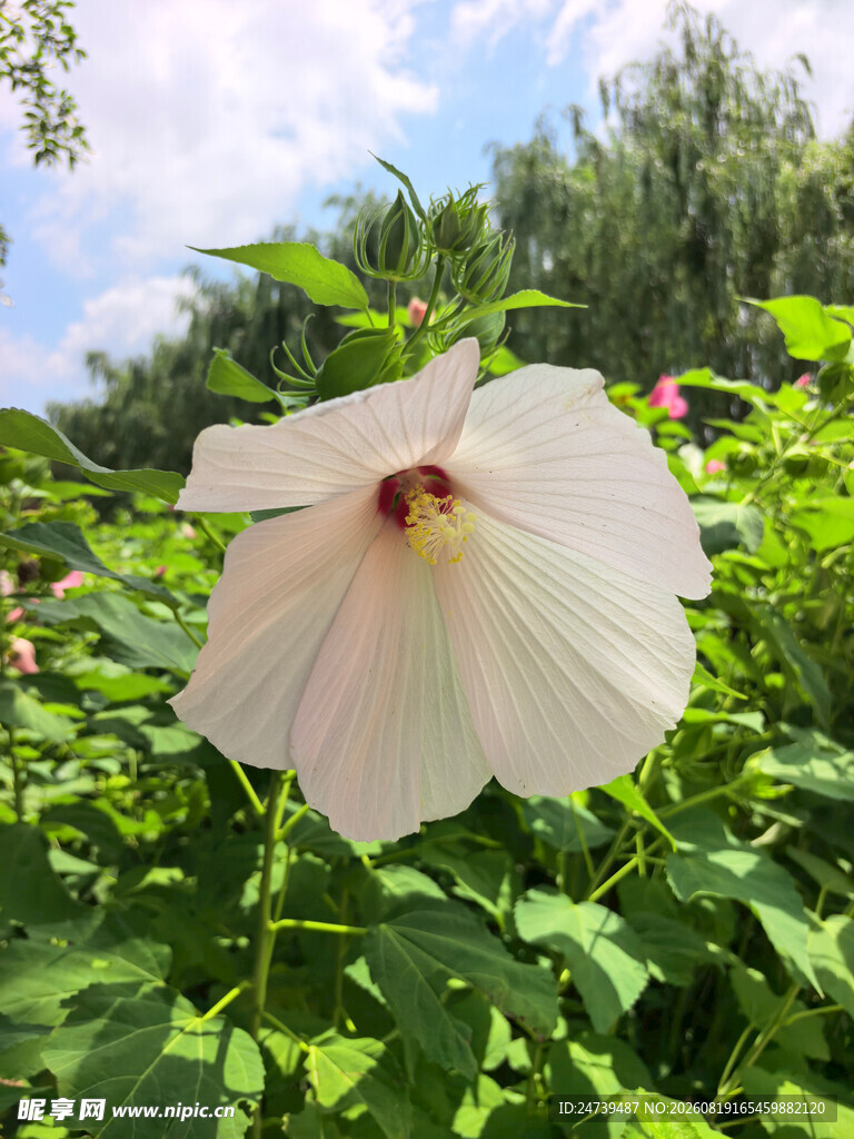 白色木槿花绽放于绿叶间
