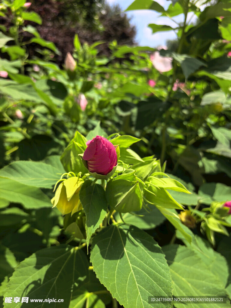 木槿花
