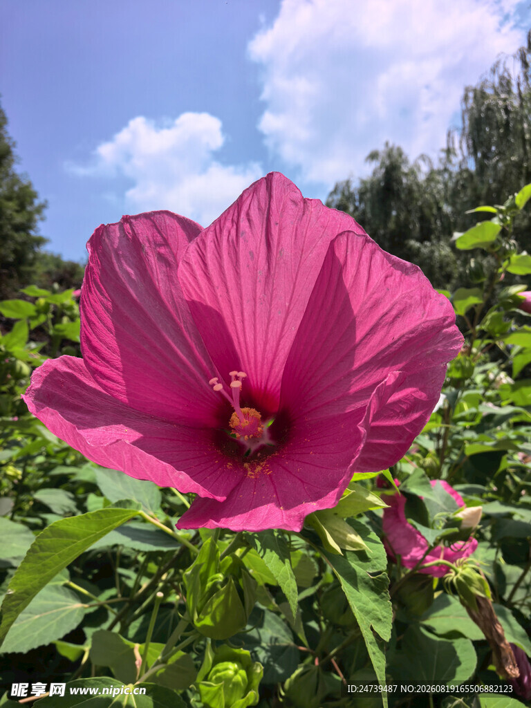 娇艳木槿花