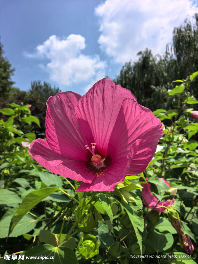 娇艳木槿花绽放于绿野