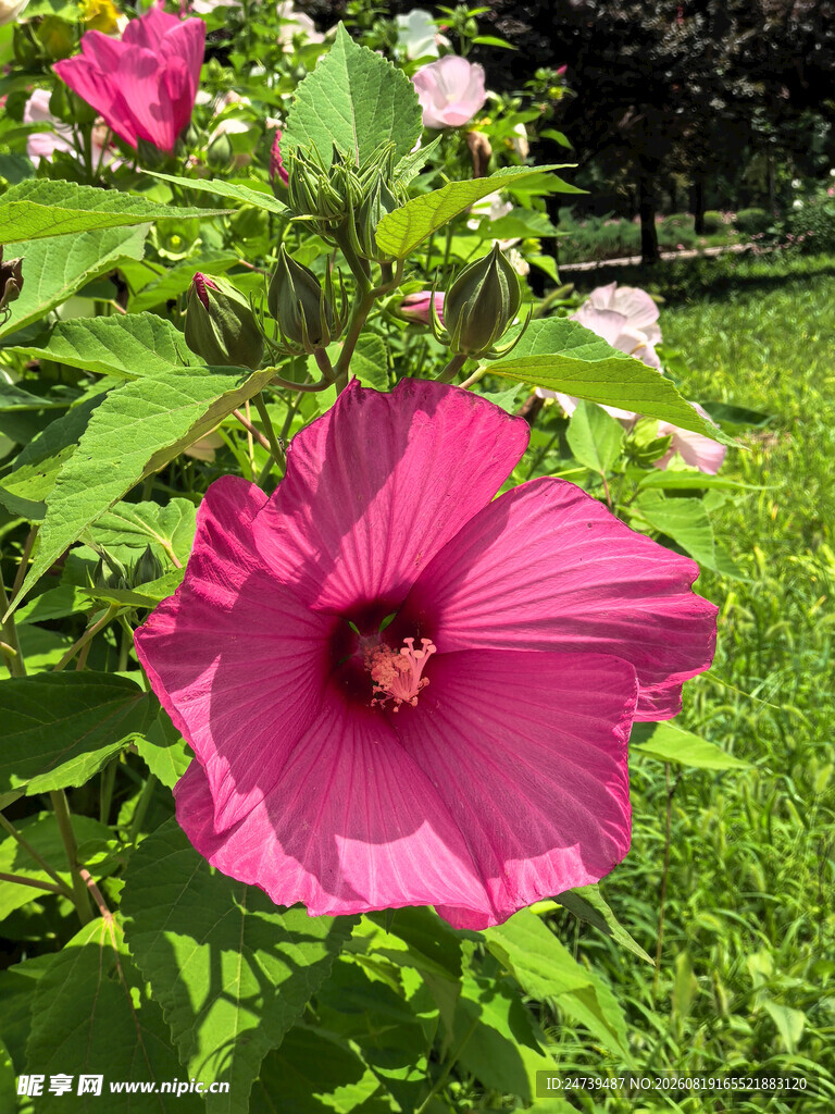 娇艳木槿花