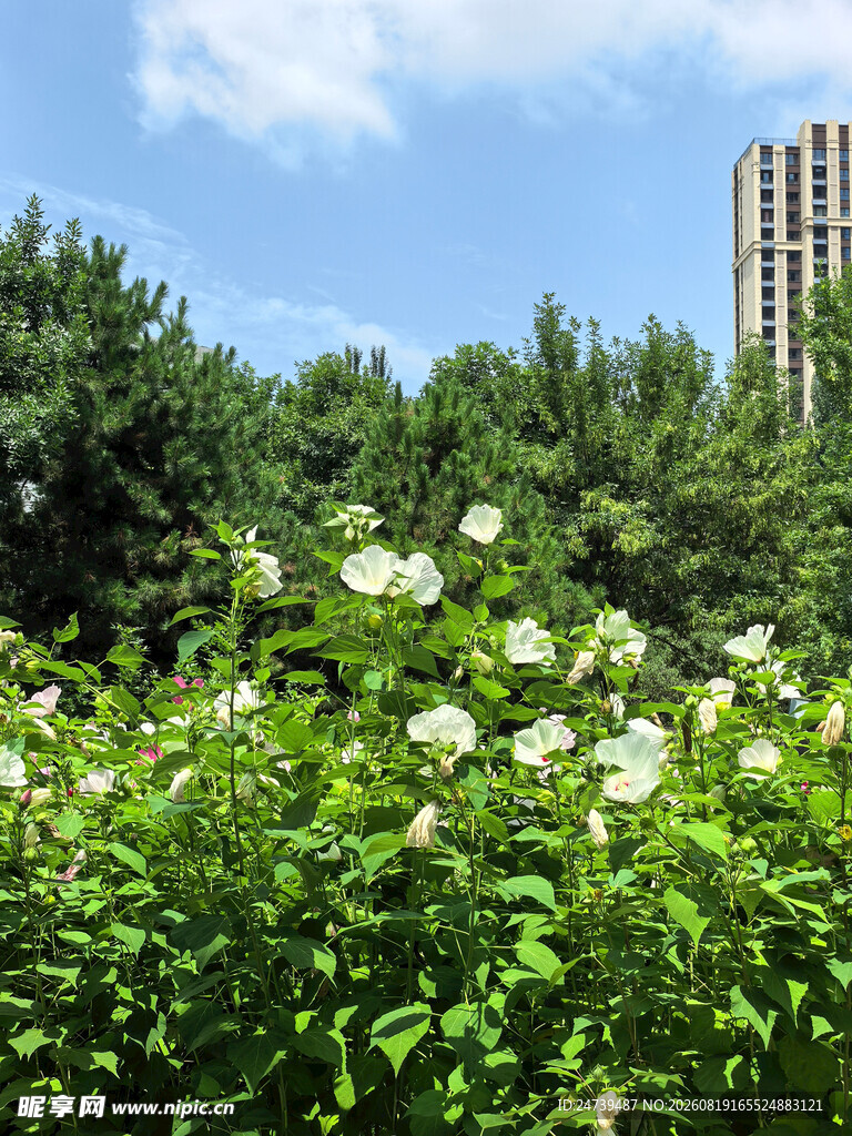 城市中繁茂的绿植与白花木槿