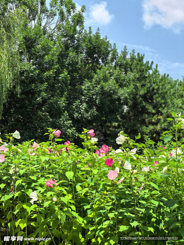夏日花丛绿意盎然