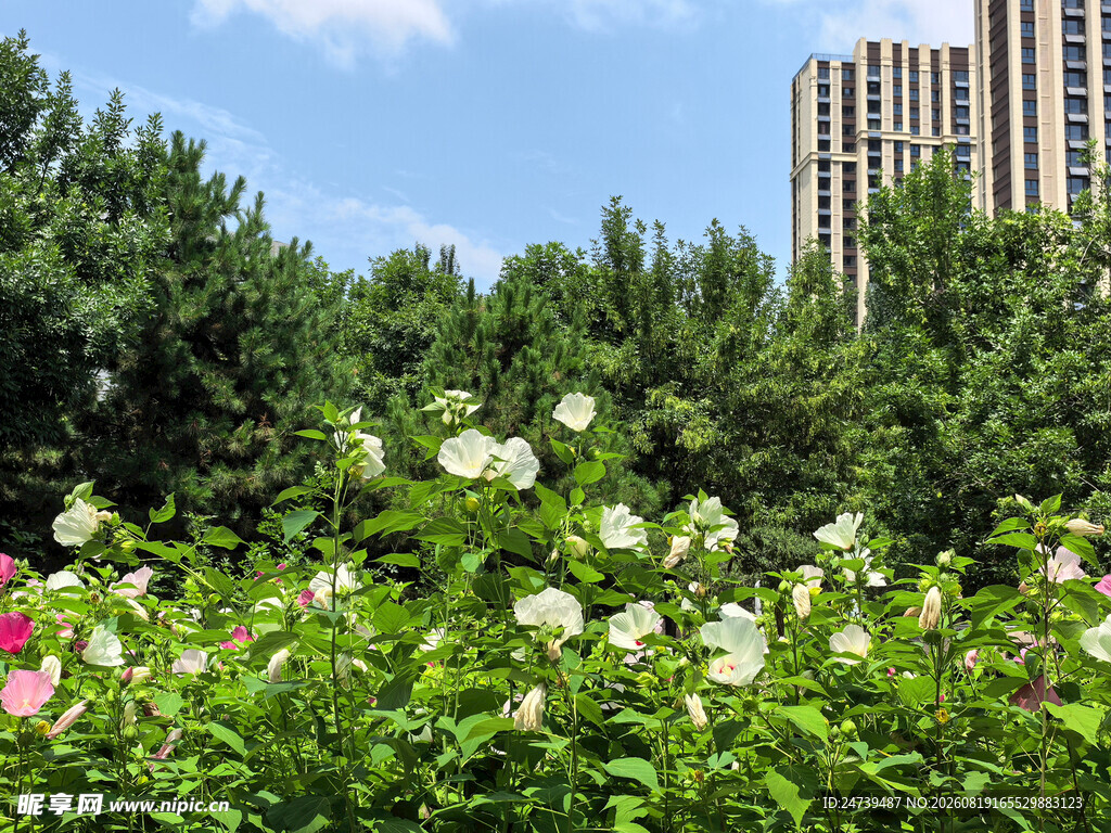 城市中绽放的繁花绿植