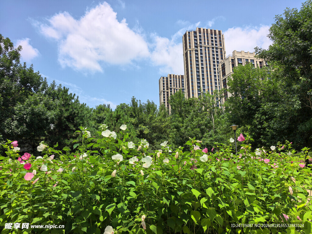 城市中绽放的繁花绿植