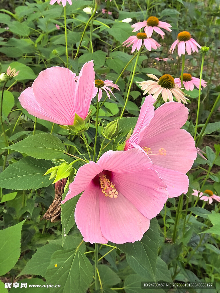 粉色木槿花绽放于绿野