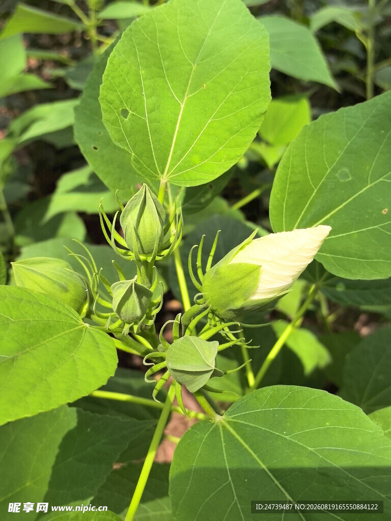 含苞待放的绿色植物