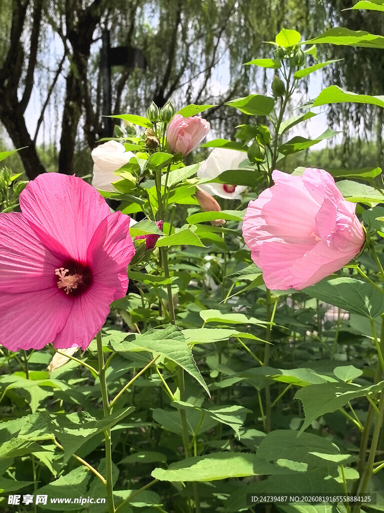 粉色木槿花绽放于绿叶间