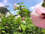 粉色木槿花绽放于绿野