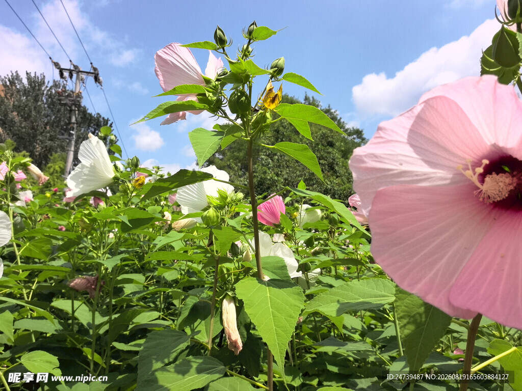 粉色木槿花绽放于绿野