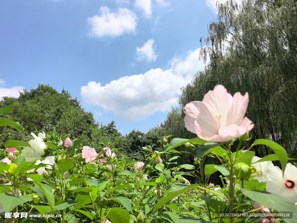 娇艳木槿花绽放