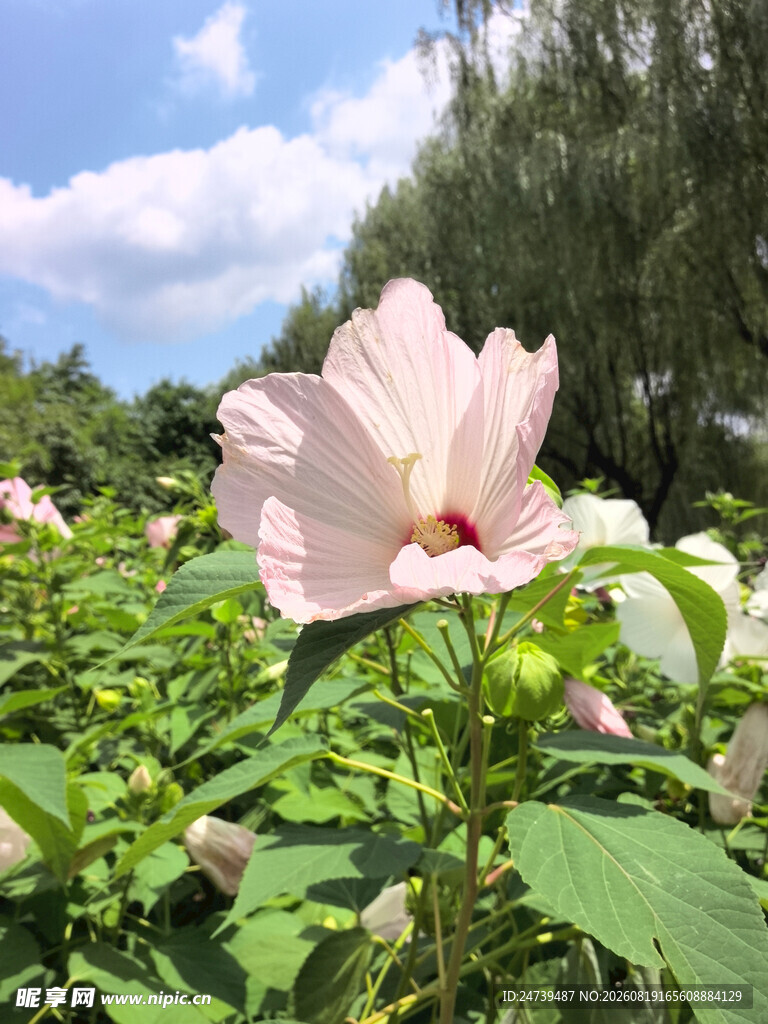 粉色木槿花绽放于绿叶间