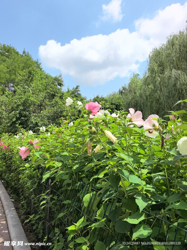 繁花盛开的美丽花园小径
