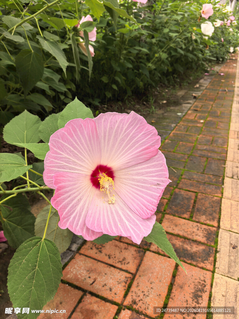 粉色木槿花绽放于砖路旁