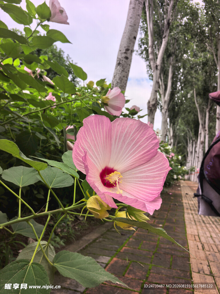 小径旁绽放的粉色木槿花