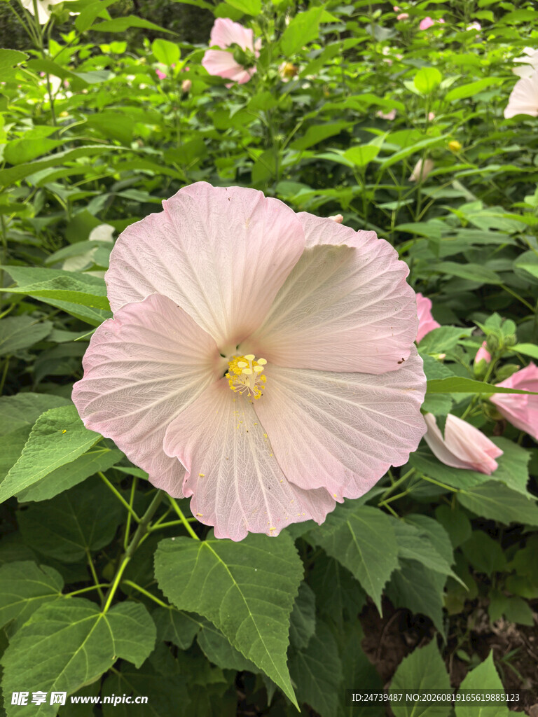 粉色木槿花绽放于绿叶间