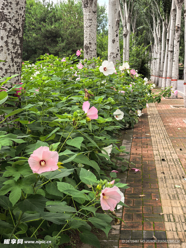 小径旁绽放的木槿花