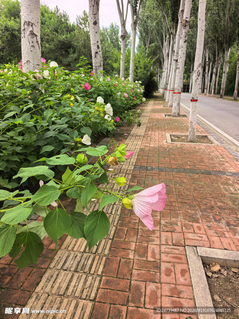 小径旁绽放的木槿花
