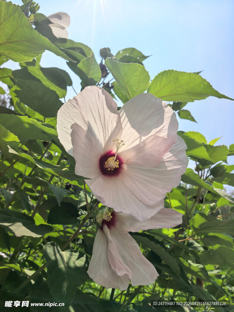 白色木槿花绽放于绿叶间