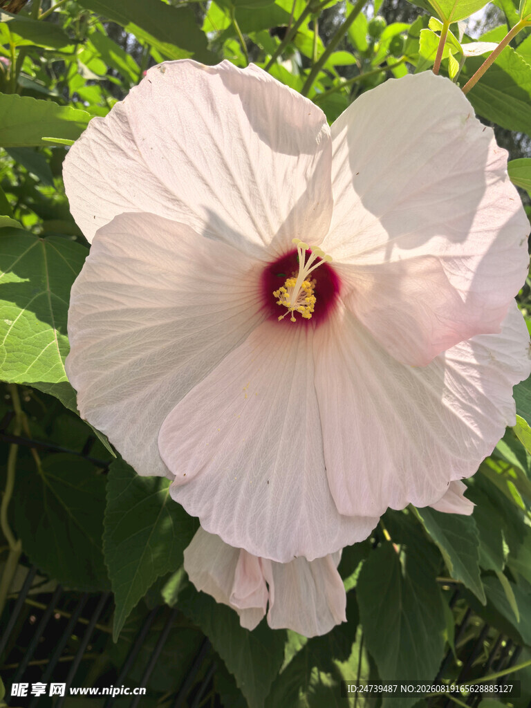 粉色木槿花绽放
