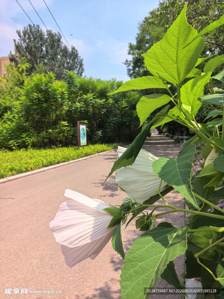 粉色木槿花绽放