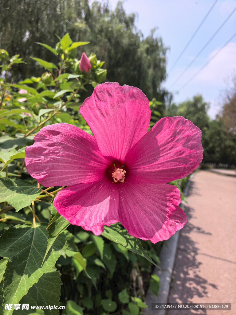 粉色木槿花绽放