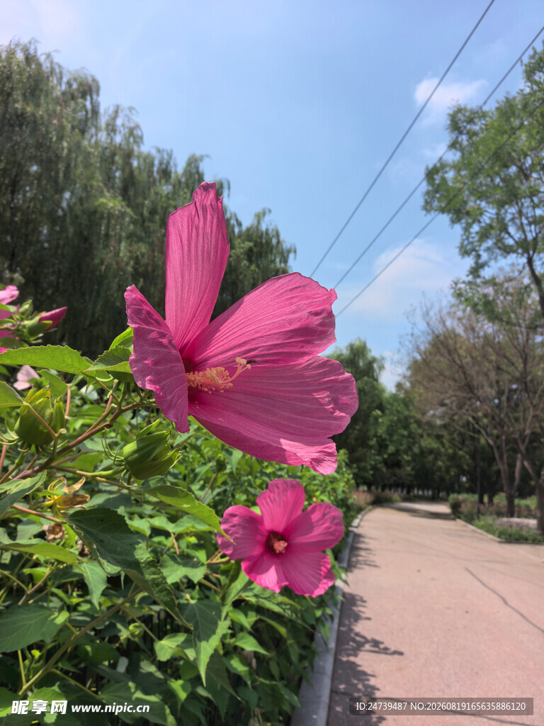 粉色木槿花绽放