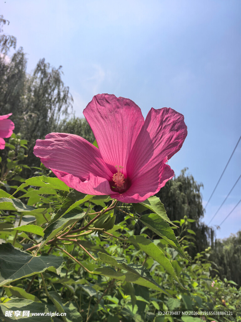 粉色木槿花绽放