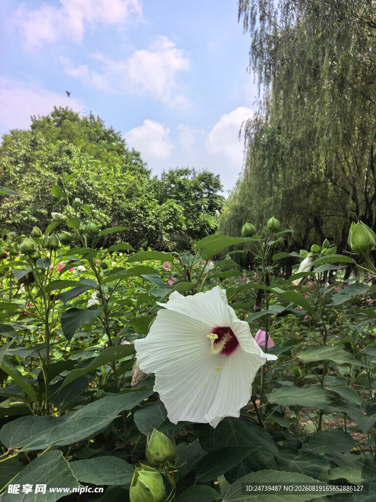 娇艳木槿花绽放绿叶间