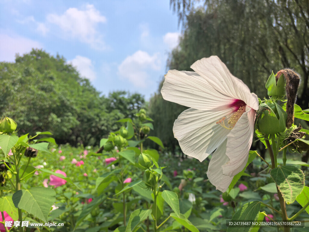 白色木槿花绽放于绿野
