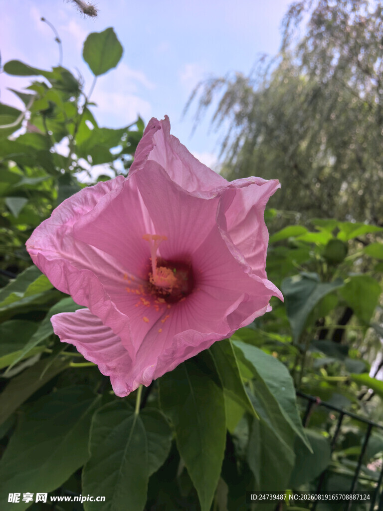 娇艳粉色木槿花绽放