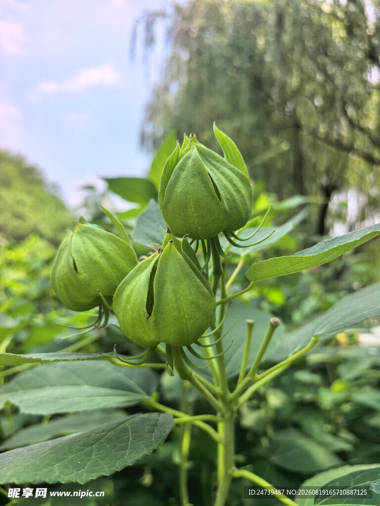 绿色木槿果植物特写