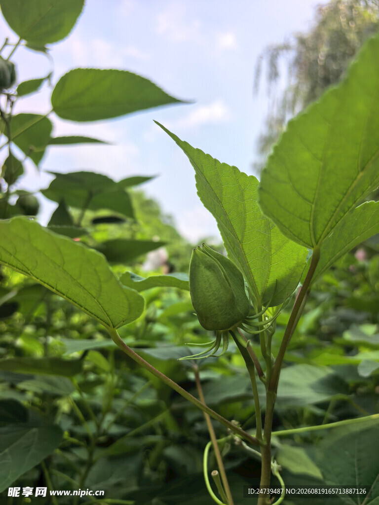绿叶丛中的蓬勃植物