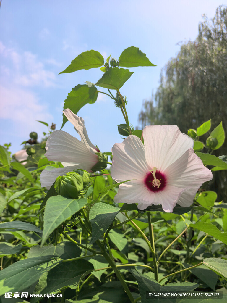 娇艳木槿花绽放绿叶间