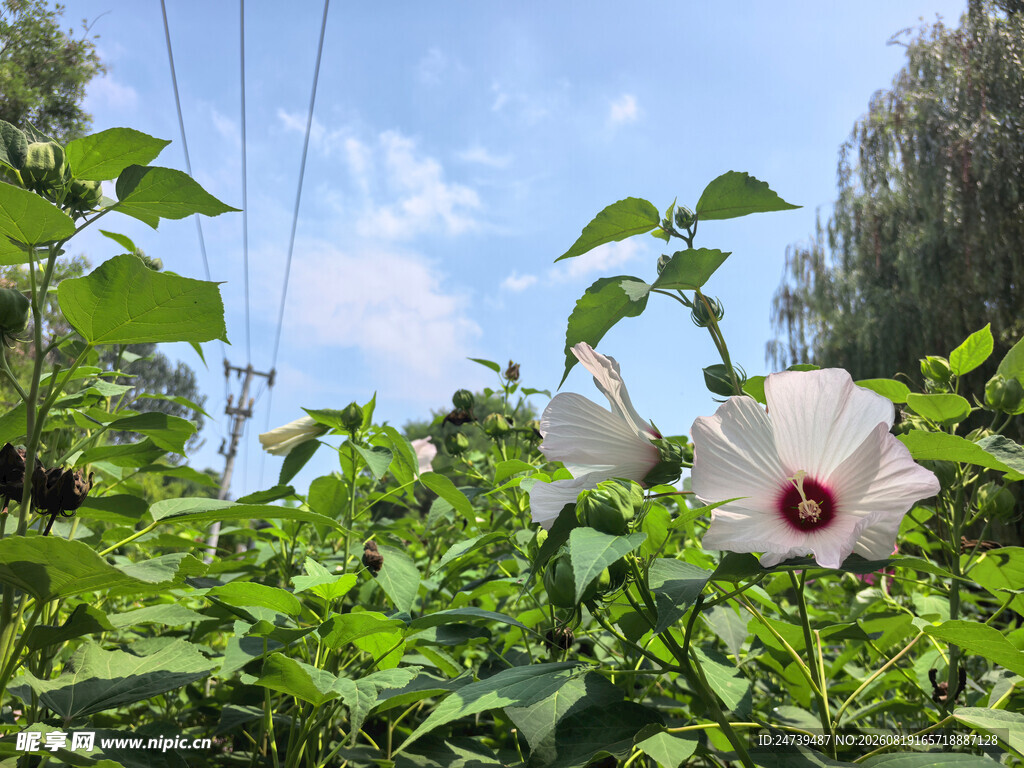 白色木槿花绽放于绿叶间