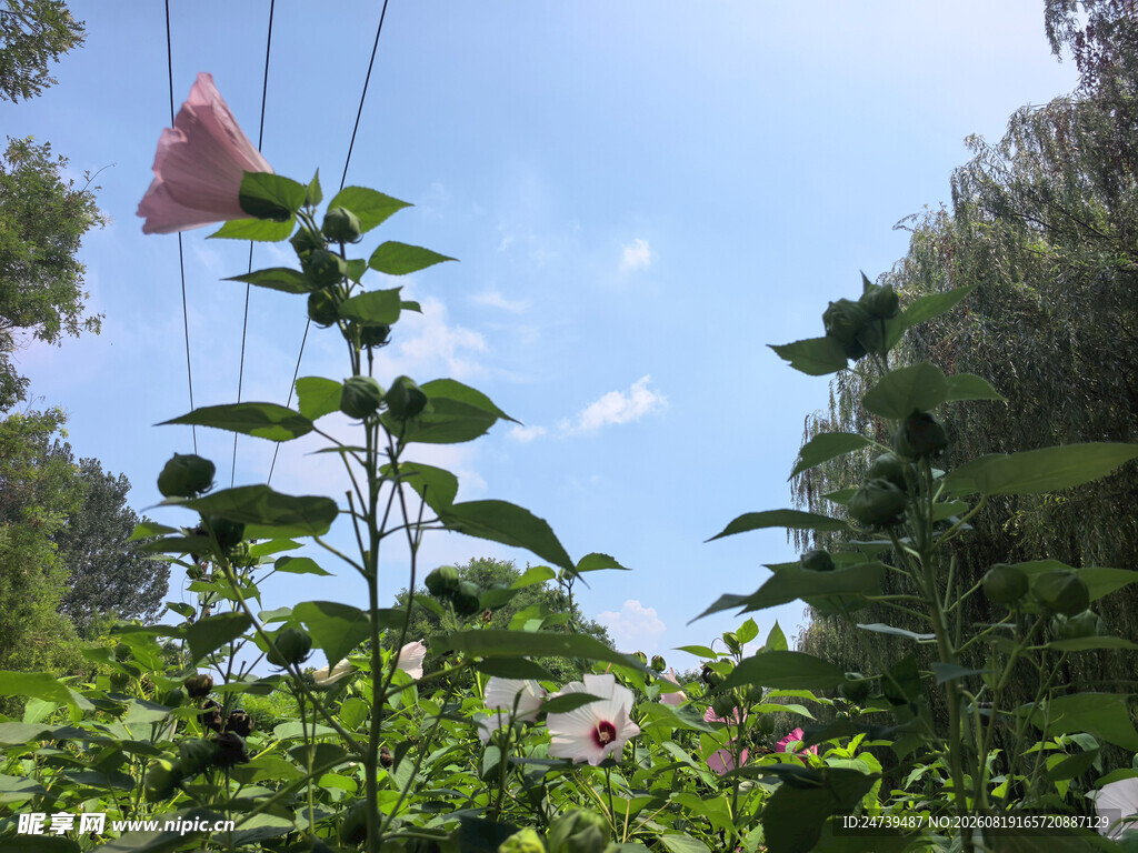 阳光下绽放的娇艳木槿花