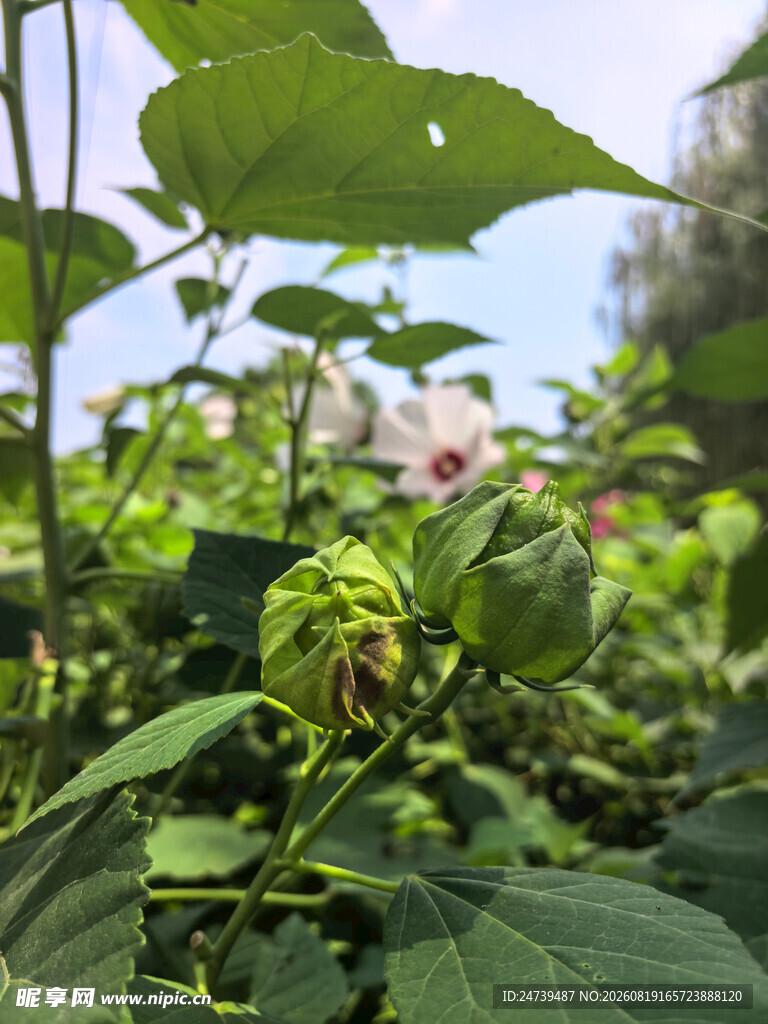 公园绿植景观