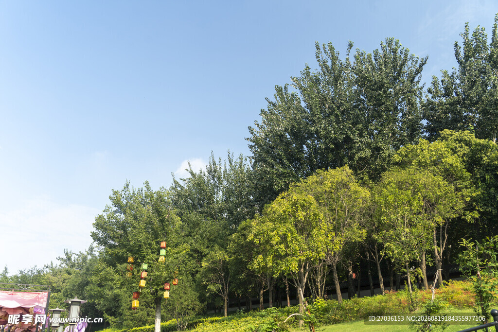 夏日葱郁树林风景