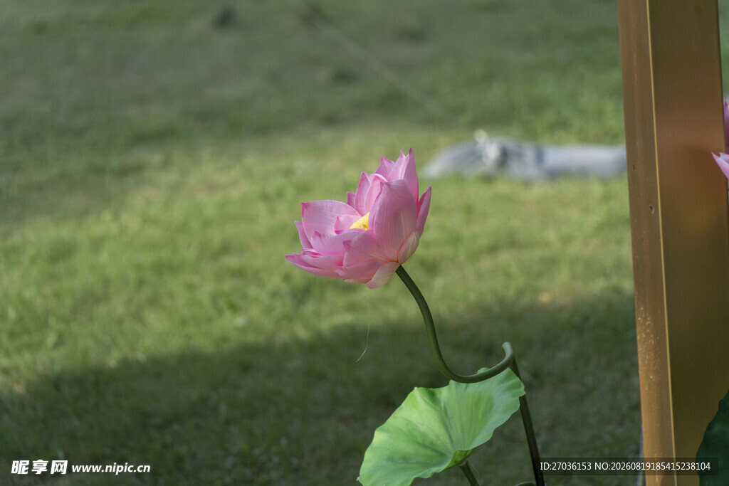 娇艳荷花绽于户外