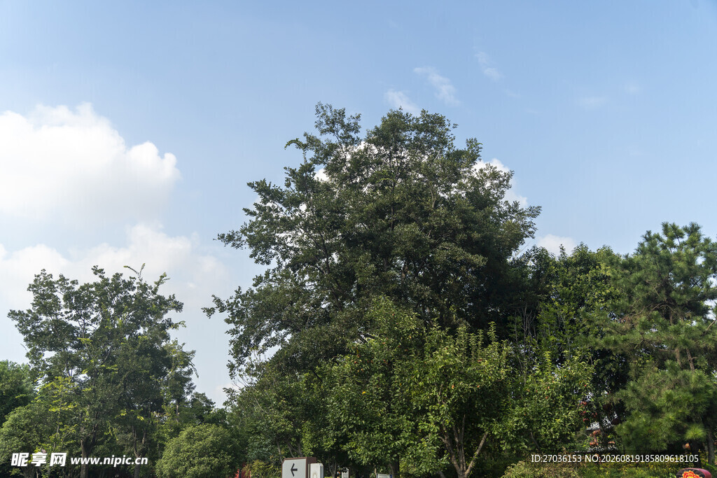 夏日葱郁树林景观